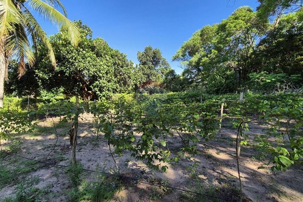 Chácara / Sítio / Fazenda - Venda - Mamanguape , Paraíba - 20250207_145840.jpg - 722011055-45