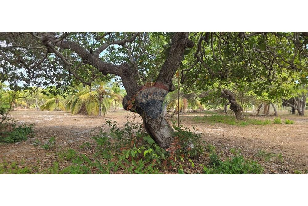 Terreno - Venda - Acaraú , Ceará - 1000304690.jpg - 722341001-114