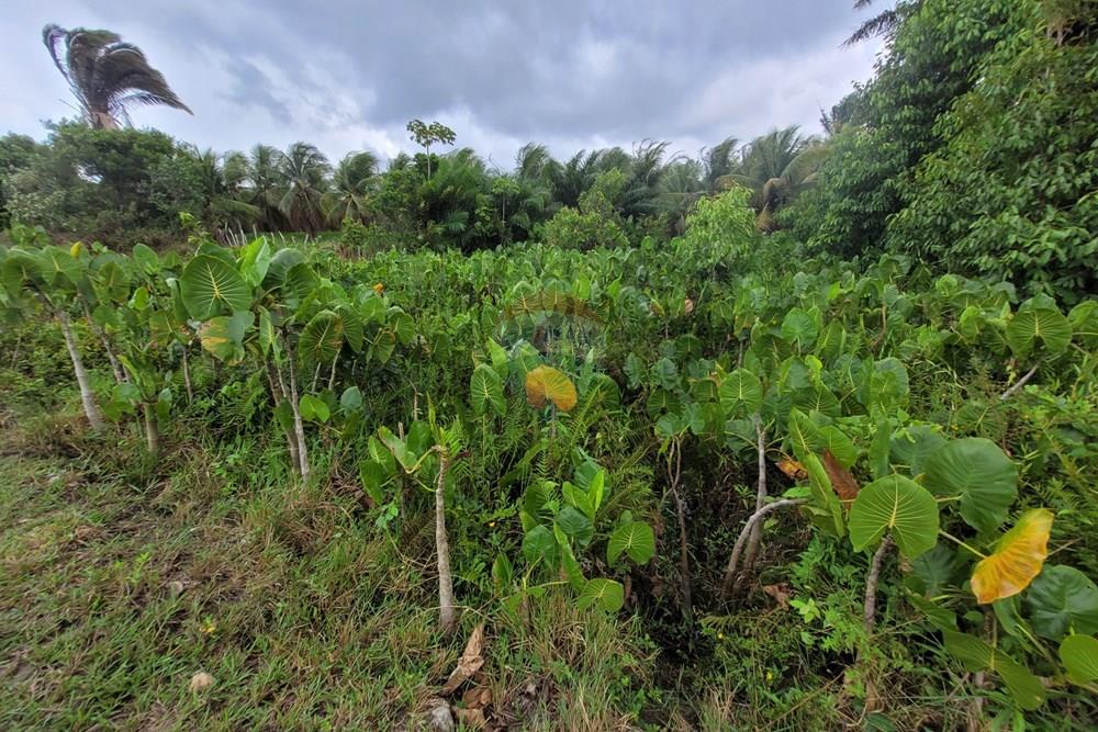 Chácara / Sítio / Fazenda - Venda - Conde , Paraíba - 20260207_104859.jpg - 722011055-53