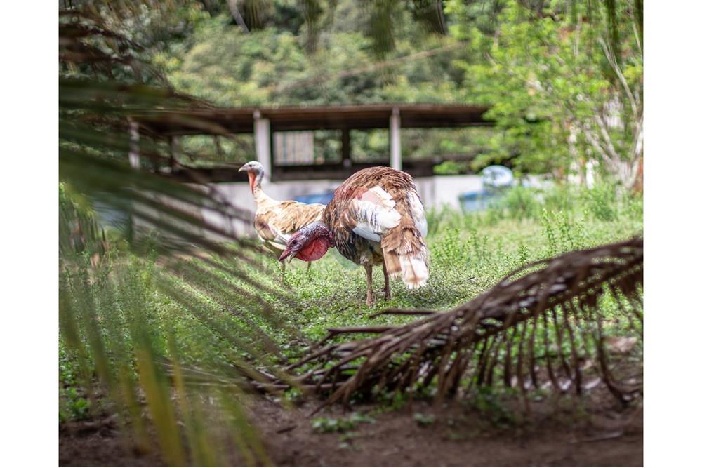 Woningbouw - Boerderij - Novo Airão , Amazonas - BR - IMG_7478.jpg - 720721055-29