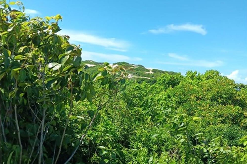 Terreno - Venda - Parnamirim , Rio Grande do Norte - WhatsApp Image 2026-03-24 at 11.35.54 (1).jpeg - 720891130-389