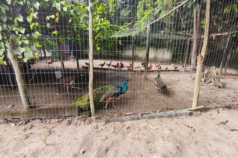 Terreno - Venda - Conde , Paraíba - c464c233-9110-40a7-9837-2243899697a1.jpg - 720871056-15