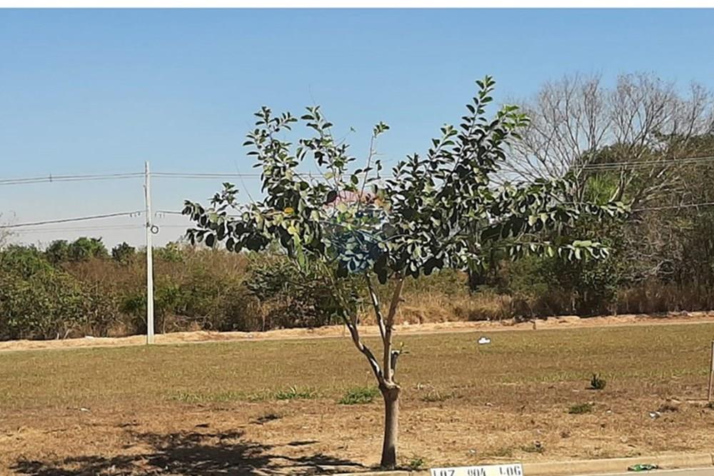 Terreno - Venda - Rondonópolis , Mato Grosso - WhatsApp Image 2025-05-28 at 09.06.35.jpeg - 720611007-106