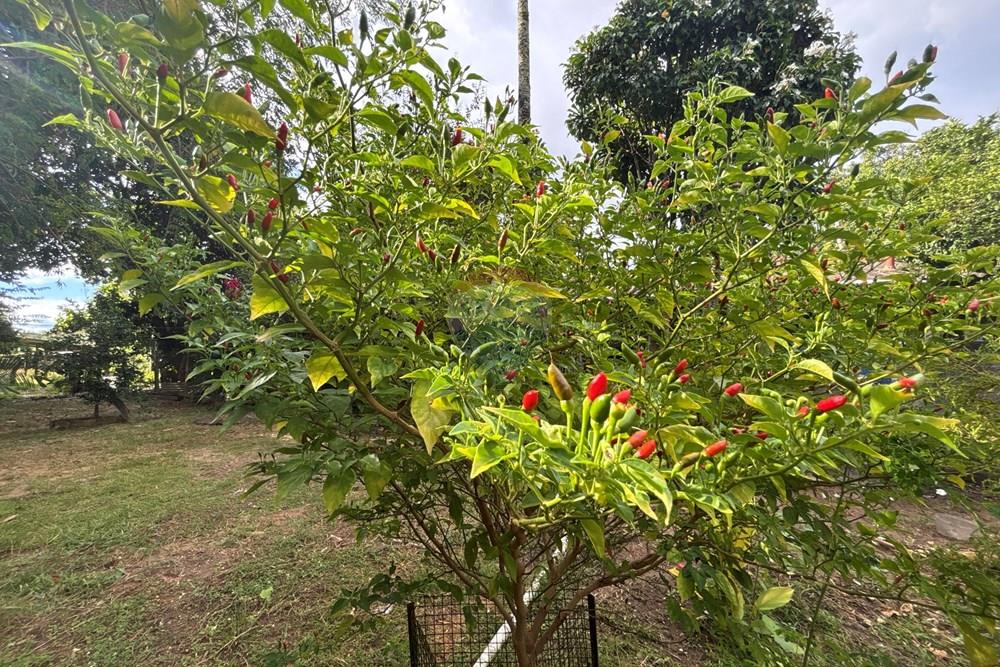 Chácara / Sítio / Fazenda - Venda - Barra do Garças , Mato Grosso - IMG_8215.JPG.jpeg - 722221023-69