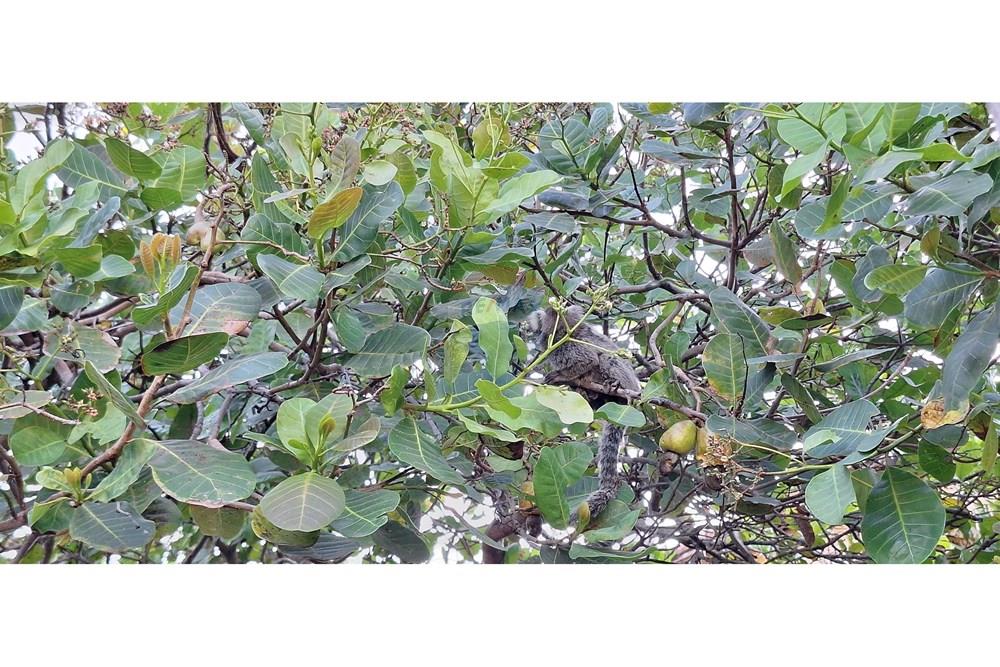 Casa - Venda - Natal , Rio Grande do Norte - 20250927_160304.jpg - 720621007-257