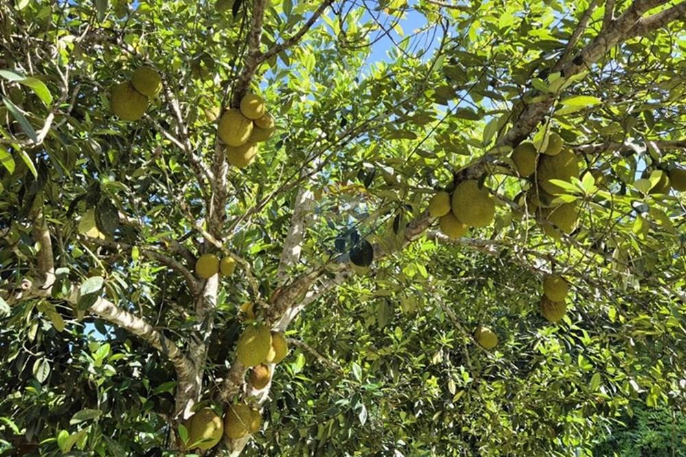 Chácara / Sítio / Fazenda - Venda - Mamanguape , Paraíba - 20250207_145749.jpg - 722011055-45