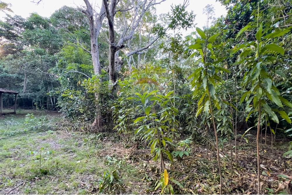 Chácara / Sítio / Fazenda - Venda - Porto Velho , Rondônia - IMG_9888.jpg - 721551046-37