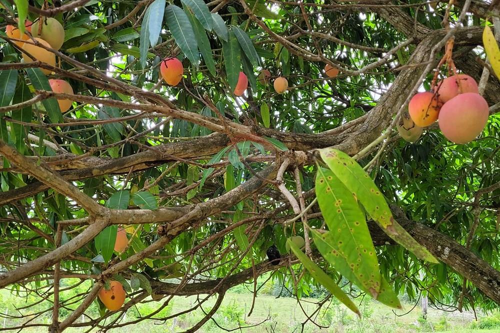 Chácara / Sítio / Fazenda - Venda - Conde , Paraíba - 20260207_103938.jpg - 722011055-53