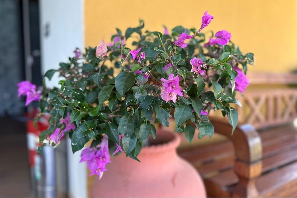 Terreno - Venda - Parnamirim , Rio Grande do Norte - 1d12a0c9-6c90-4158-958c-def92654c7c0.jpeg - 720891068-85