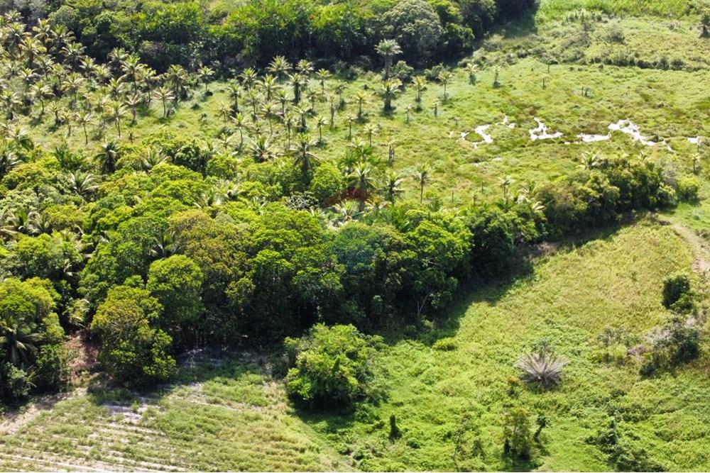 Chácara / Sítio / Fazenda - Venda - Conde , Paraíba - dji_fly_20250123_142346_388_1737653034699_photo_optimized1.jpg - 722011055-36