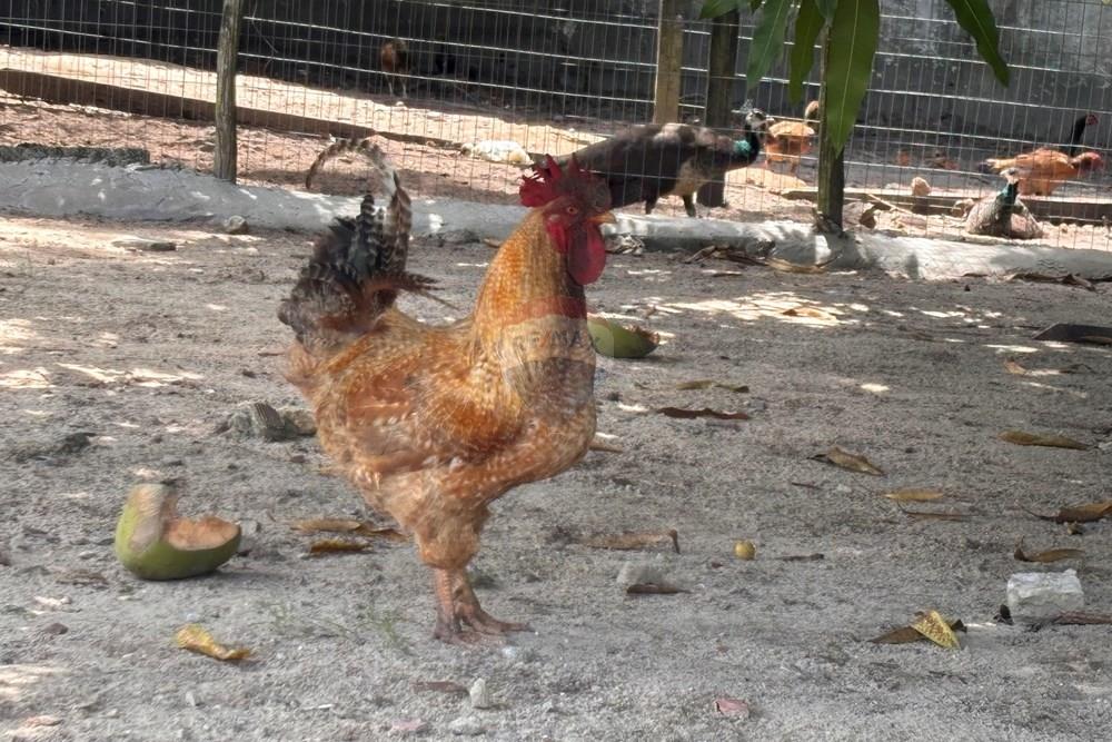 Terreno - Venda - Conde , Paraíba - IMG_0394.jpeg - 720871018-124