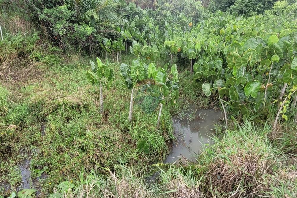 Chácara / Sítio / Fazenda - Venda - Conde , Paraíba - 20260207_104932.jpg - 722011055-53