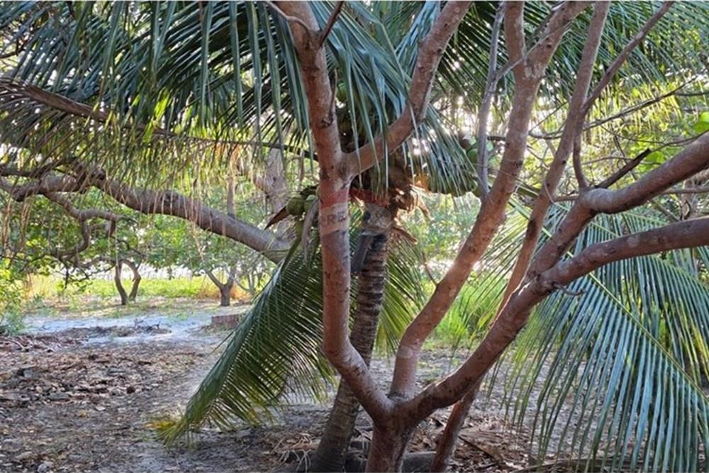 Terreno - Venda - Cruz , Ceará - 1000385824.jpg - 722341001-122