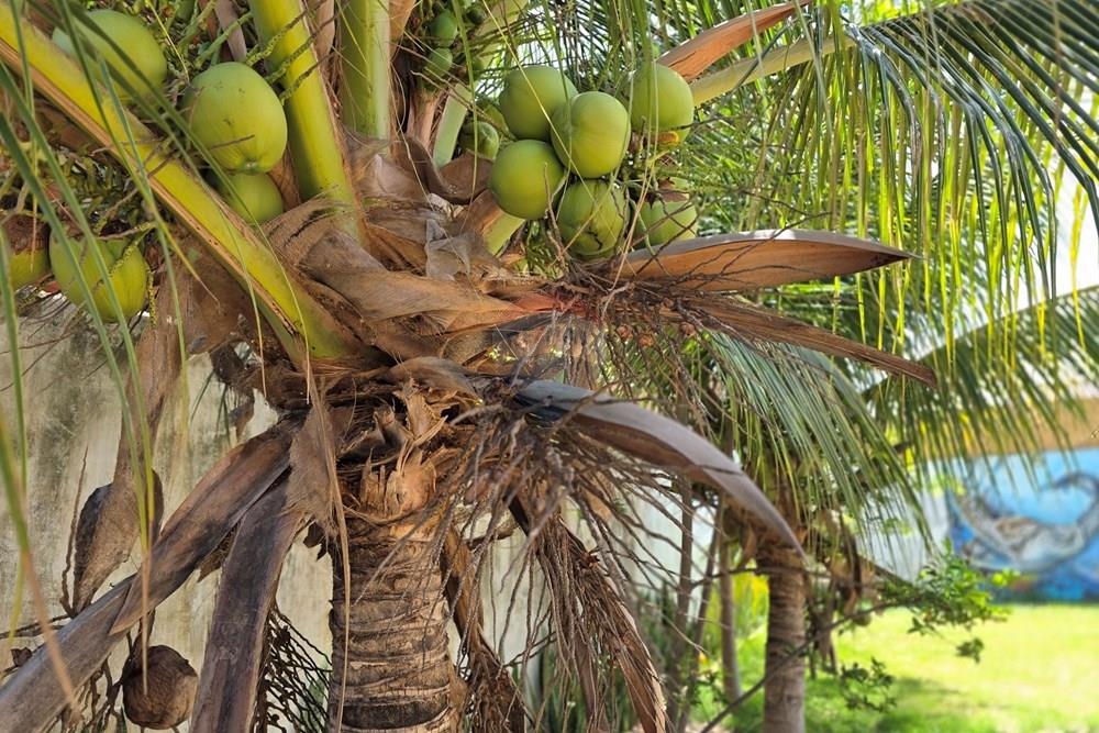 Casa - Venda - Trairi , Ceará - 20260131_115228.jpg - 722341007-3