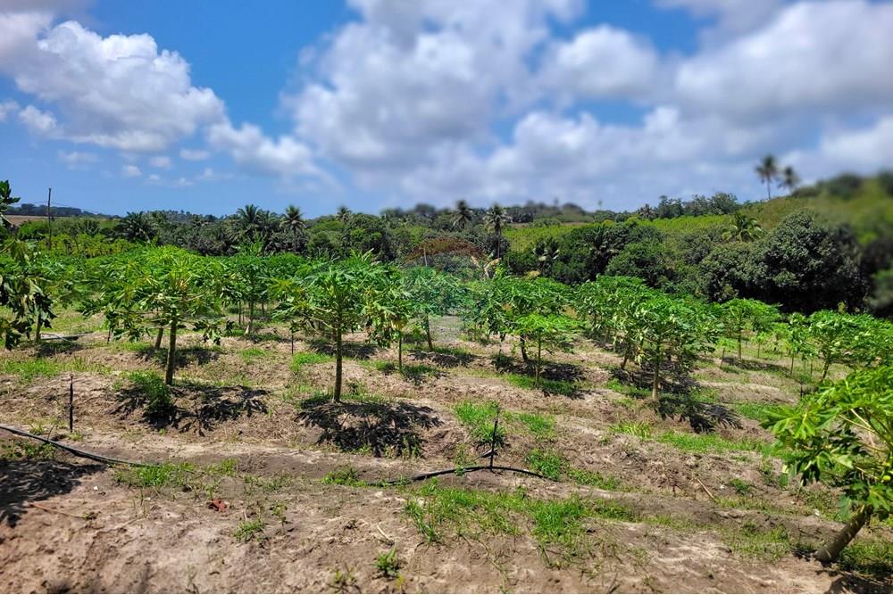 Chácara / Sítio / Fazenda - Venda - Conde , Paraíba - 20240921_103003.jpg - 722011055-34