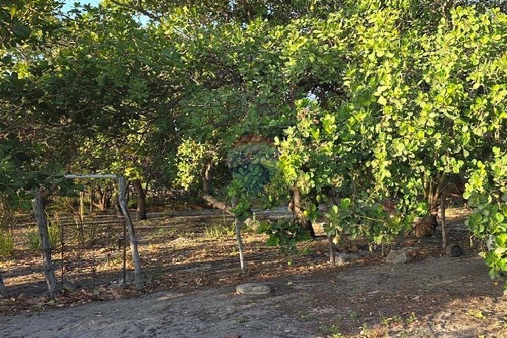 Terreno - Venda - Cruz , Ceará - 1000385837.jpg - 722341001-122