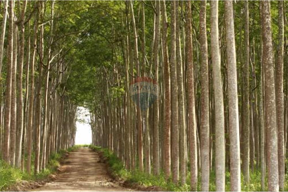 Chácara / Sítio / Fazenda - Venda - Santarém , Pará - CHACARA.jpg - 722151003-49