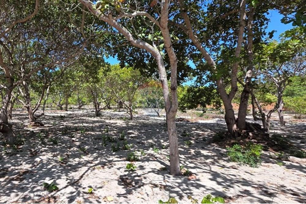 Terreno - Venda - Cruz , Ceará - 1000234206.jpg - 722341001-112