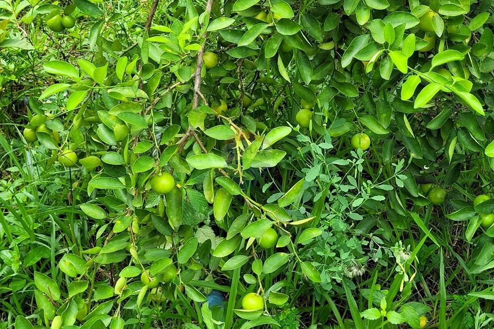 Chácara / Sítio / Fazenda - Venda - Conde , Paraíba - 20260207_104546.jpg - 722011055-53