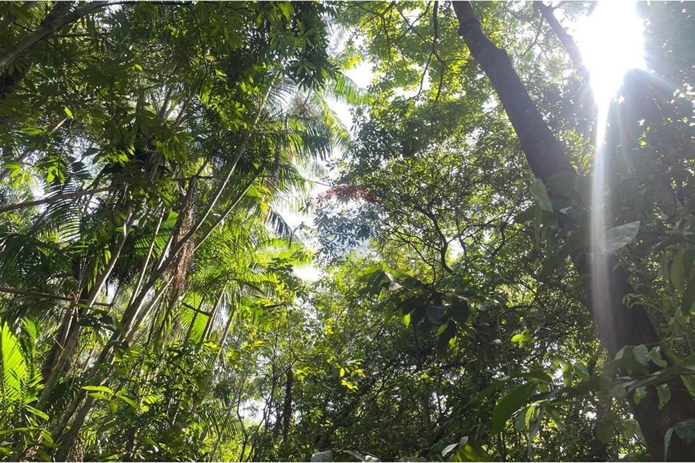 Chácara / Sítio / Fazenda - Venda - Palmas , Tocantins - WhatsApp Image 2025-09-30 at 11.32.35 (1).jpeg - 722171030-18