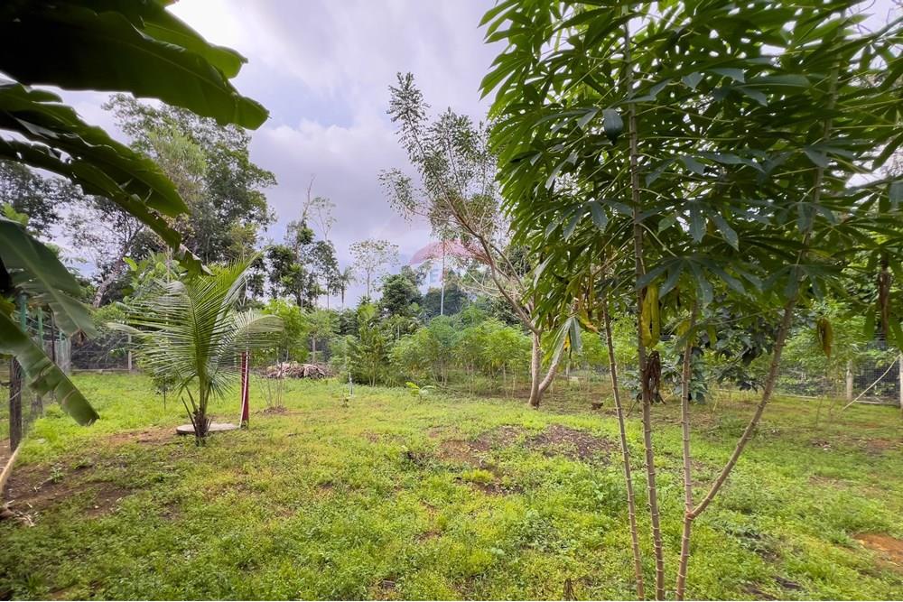 Chácara / Sítio / Fazenda - Venda - Porto Velho , Rondônia - IMG_7440.jpg - 721551058-3