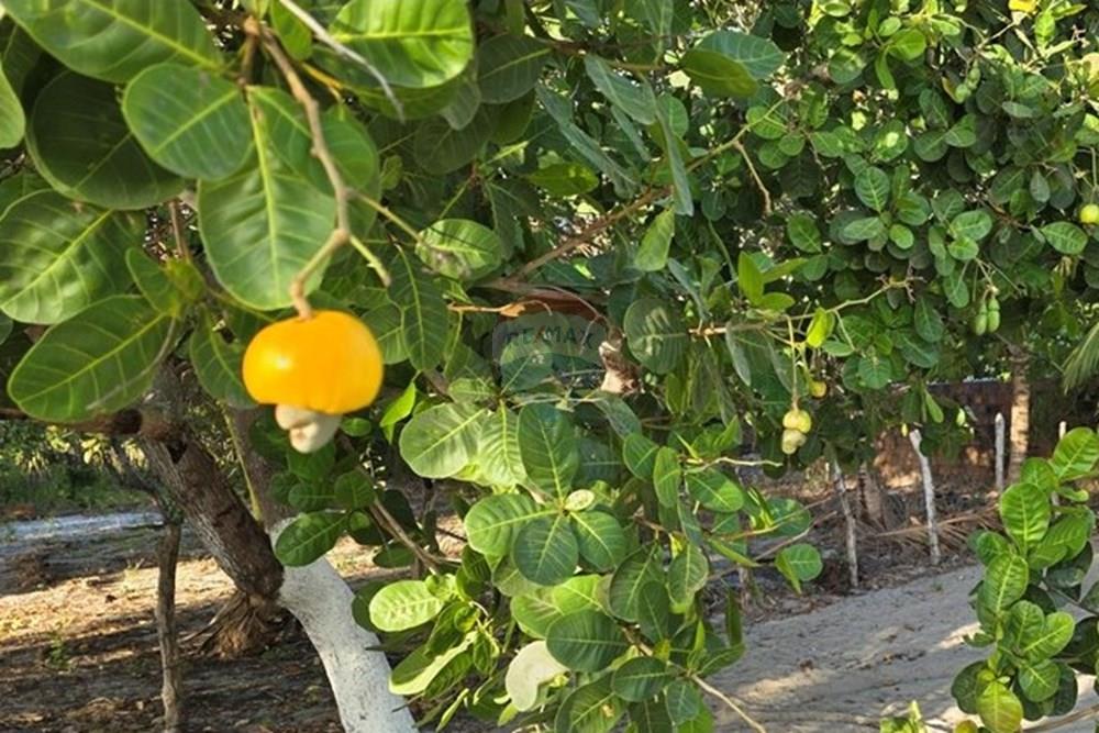 Terreno - Venda - Cruz , Ceará - 1000385870.jpg - 722341001-122