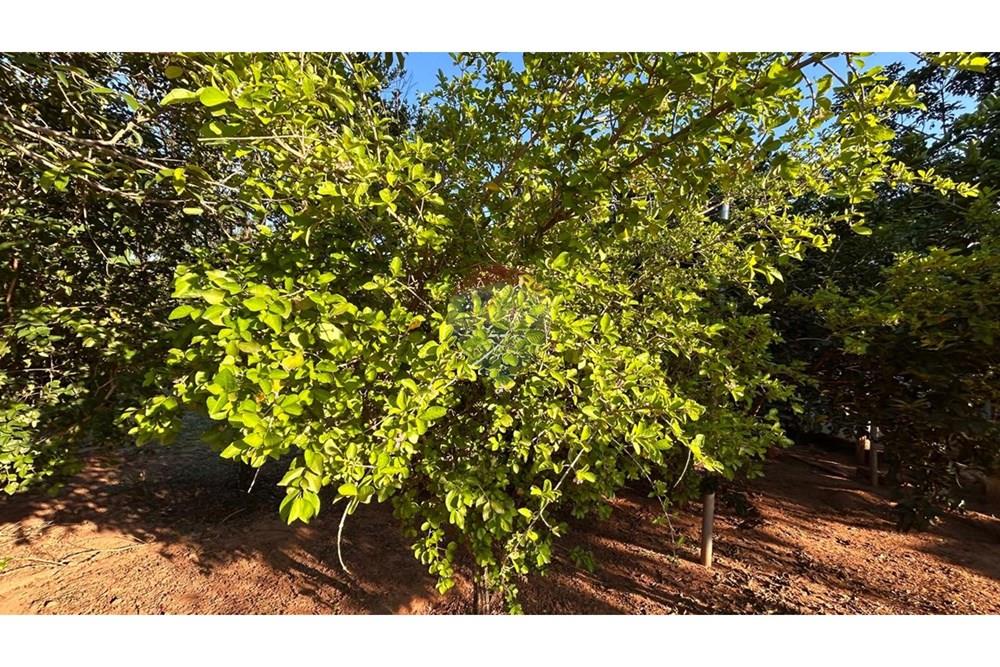 Chácara / Sítio / Fazenda - Venda - Caldas Novas , Goiás - WhatsApp Image 2026-02-10 at 15.59.03 (1).jpeg - 722251002-59