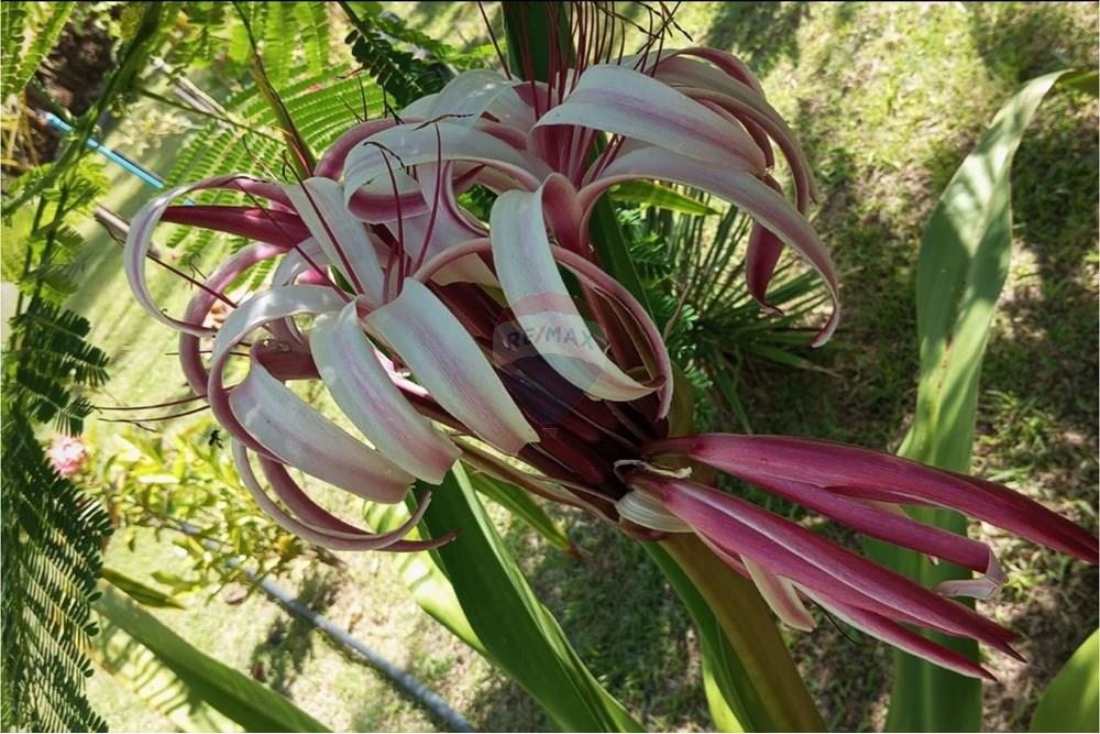 Chalé - Venda - Ceará-Mirim , Rio Grande do Norte - z.jpeg - 720621057-30