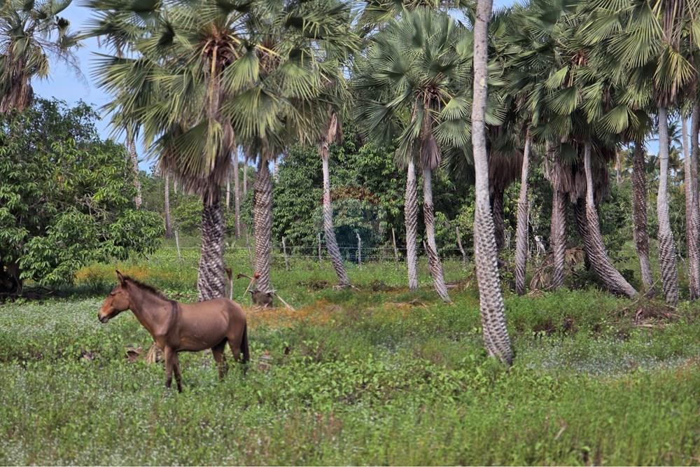 Terreno - Venda - Acaraú , Ceará - 1000542821.jpg - 722341001-188