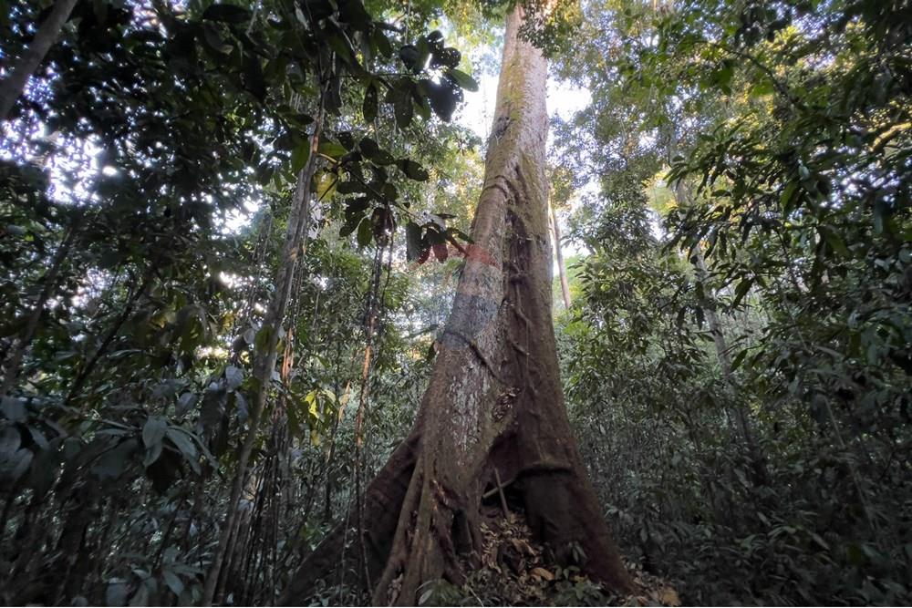 Chácara / Sítio / Fazenda - Venda - Porto Velho , Rondônia - IMG_9072.jpg - 721551016-73