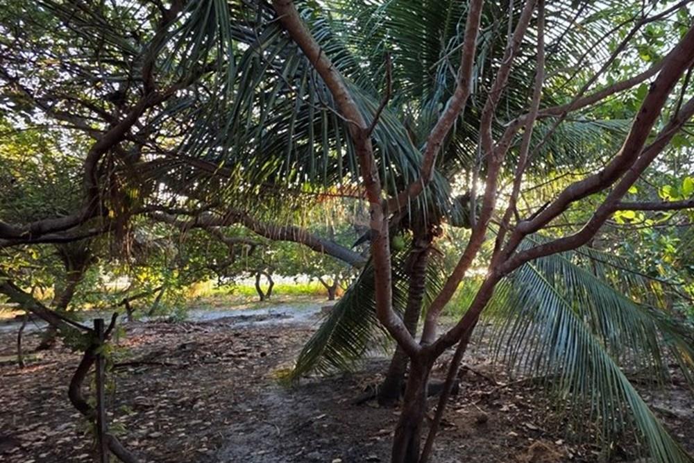 Terreno - Venda - Cruz , Ceará - 1000385868.jpg - 722341001-122