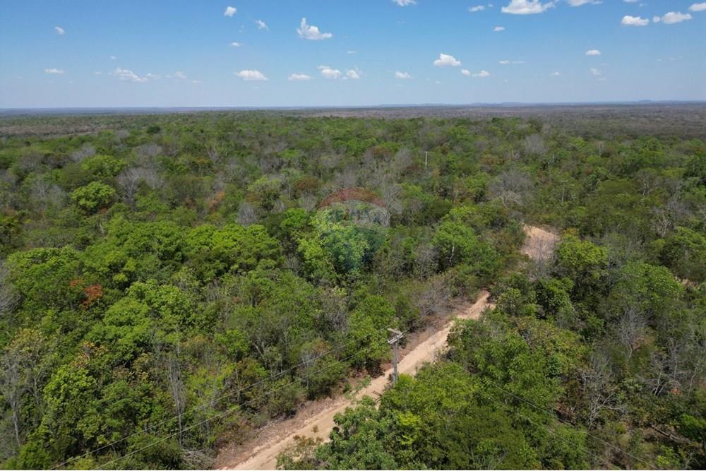 Agro - Venda - Carolina , Maranhão - WhatsApp Image 2025-08-28 at 17.45.09.jpeg - 720991010-76