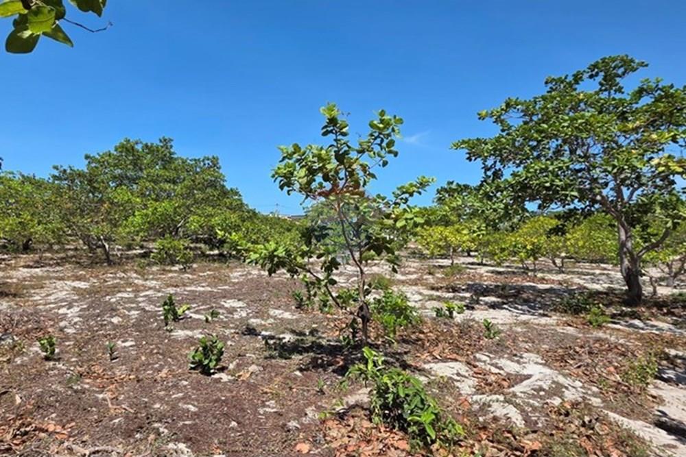 Terreno - Venda - Cruz , Ceará - 1000234209.jpg - 722341001-112