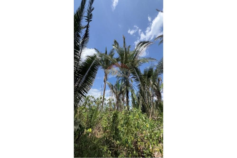 Fazenda - Venda - Rosário , Maranhão - IMG_0659.jpg - 722281002-38