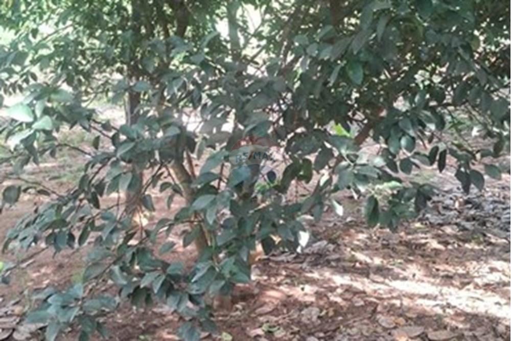 Chácara / Sítio / Fazenda - Venda - Rondonópolis , Mato Grosso - Imagem do WhatsApp de 2025-08-25 à(s) 16.49.14_4fe1c8db.jpg - 722261001-70