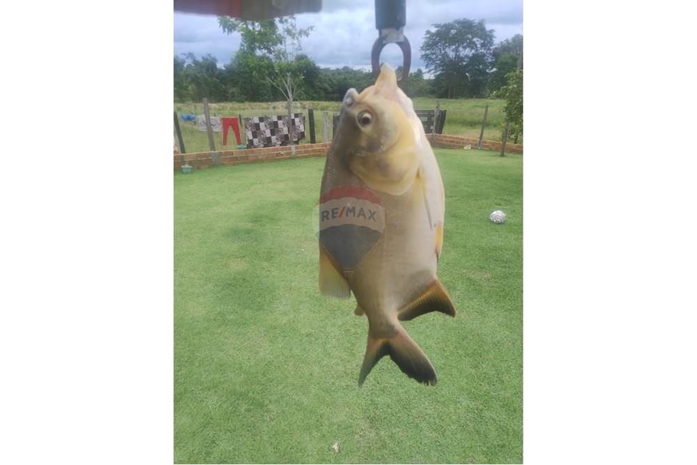 Chácara / Sítio / Fazenda - Venda - Confresa , Mato Grosso - IMG-20250926-WA0028 - Copia.jpg - 720641046-11