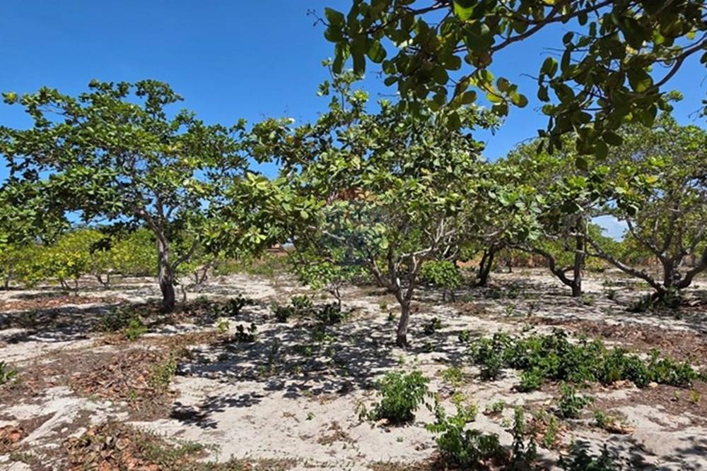 Terreno - Venda - Cruz , Ceará - 1000234210.jpg - 722341001-112