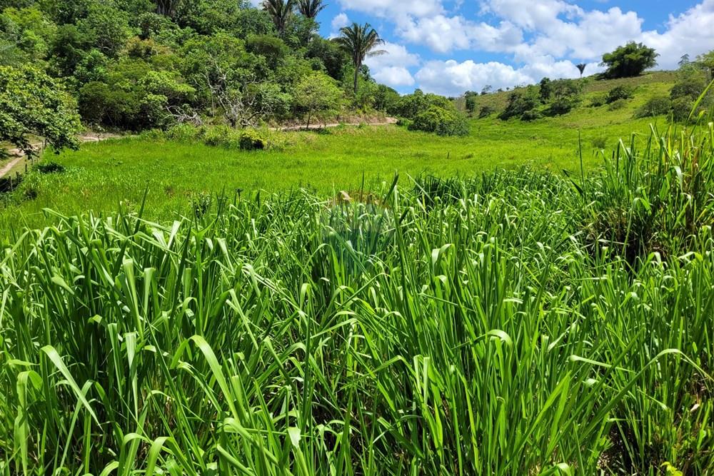 Chácara / Sítio / Fazenda - Venda - Areia , Paraíba - 20230207_103126.jpg - 722011055-52