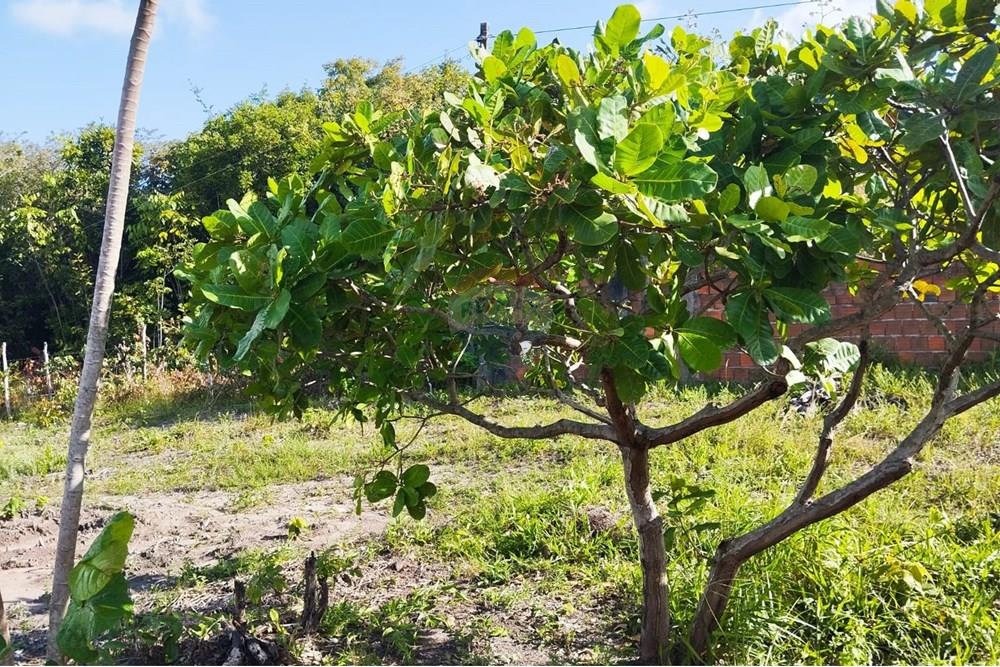 Chácara / Sítio / Fazenda - Venda - Conde , Paraíba - ba5dd896-3344-48cc-abea-0cb07ed4f9d5.jpg - 720871015-134