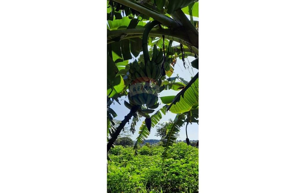 Fazenda - Venda - Guiratinga , Mato Grosso - IMG-20250730-WA0176.jpg - 721981068-4