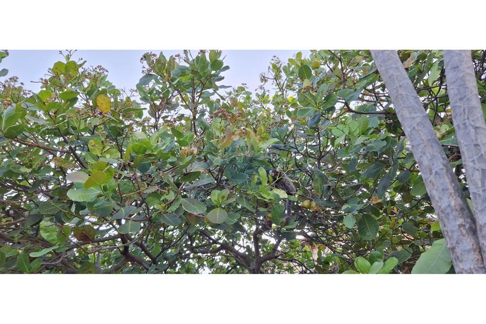 Casa - Venda - Natal , Rio Grande do Norte - 20250927_160255.jpg - 720621007-257