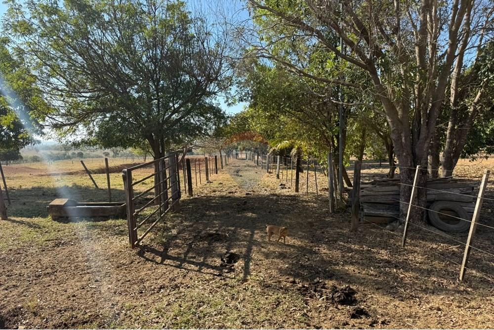 Fazenda - Venda - Rondonópolis , Mato Grosso - munaro (5).jpg - 720851027-122