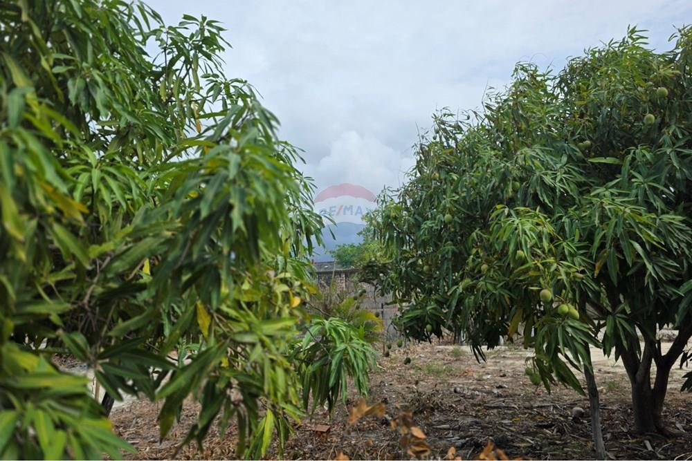 Terreno - Venda - Cruz , Ceará - 1000422688.jpg - 722341001-127