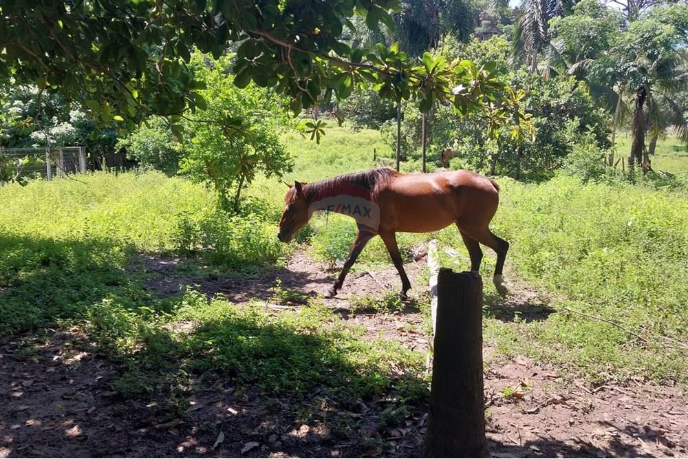 Chácara / Sítio / Fazenda - Venda - Rondonópolis , Mato Grosso - Imagem do WhatsApp de 2025-04-03 à(s) 17.02.37_71b4d3d7.jpg - 722261002-10