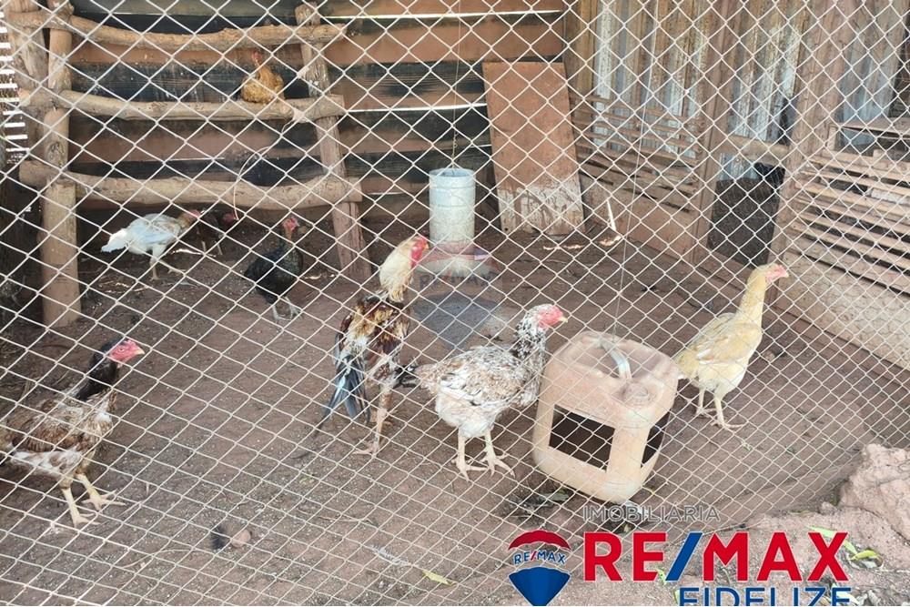 Chácara / Sítio / Fazenda - Venda - Rondonópolis , Mato Grosso - 18.jpg - 722261012-11