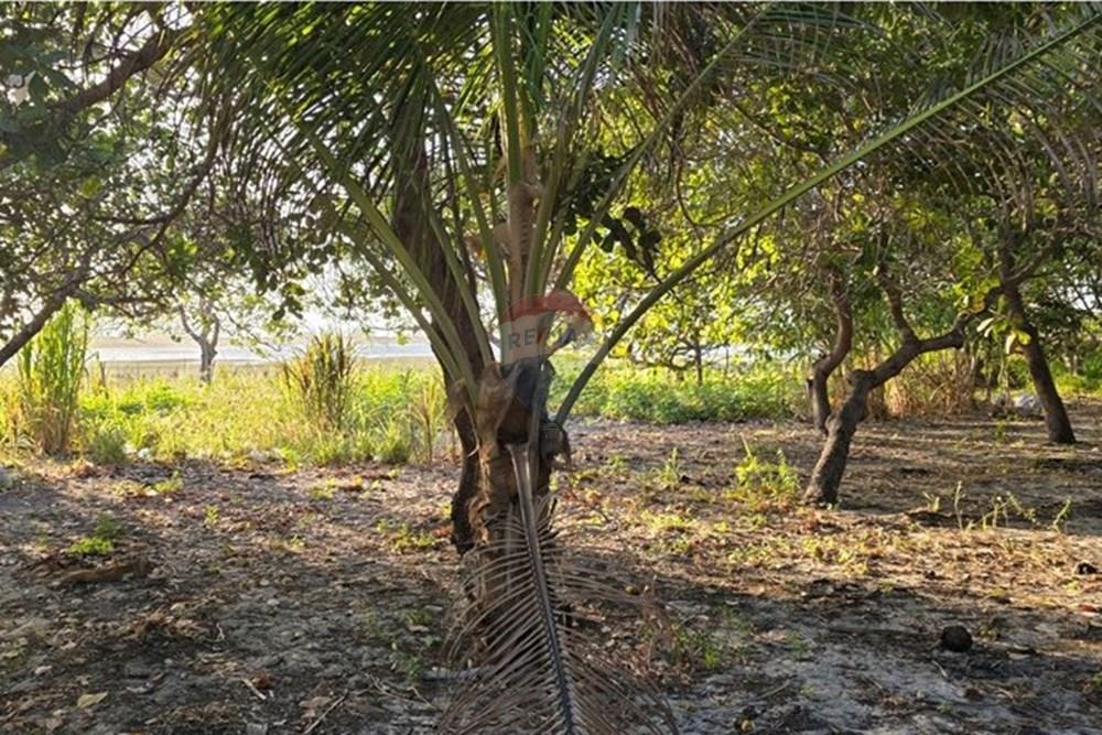 Terreno - Venda - Cruz , Ceará - 1000385861.jpg - 722341001-122