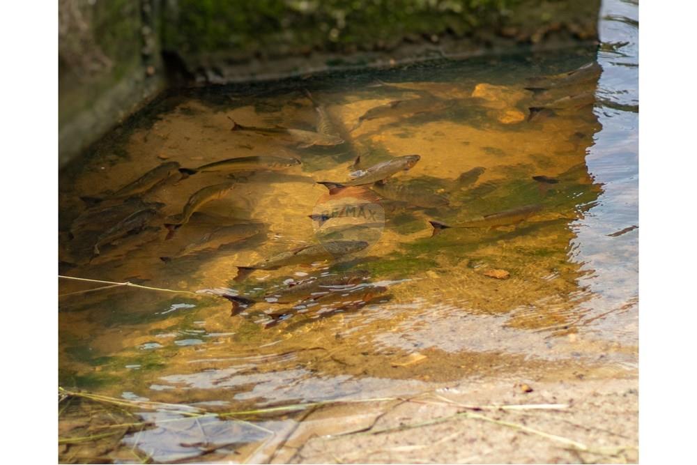 Woningbouw - Boerderij - Novo Airão , Amazonas - BR - IMG_7484.jpg - 720721055-29