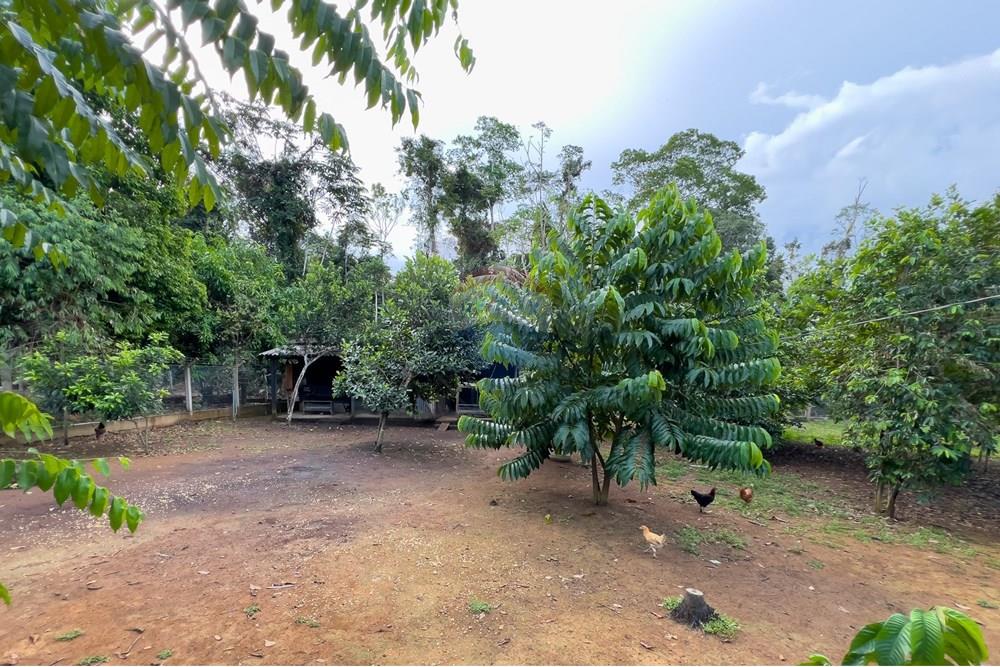 Chácara / Sítio / Fazenda - Venda - Porto Velho , Rondônia - IMG_7466.jpg - 721551058-3