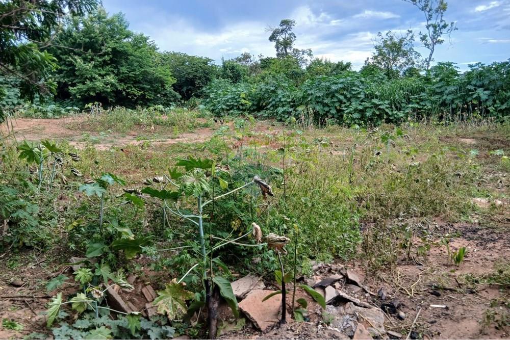 Chácara / Sítio / Fazenda - Venda - Rondonópolis , Mato Grosso - WhatsApp Image 2026-01-28 at 17.58.05 (3).jpeg - 722201031-3