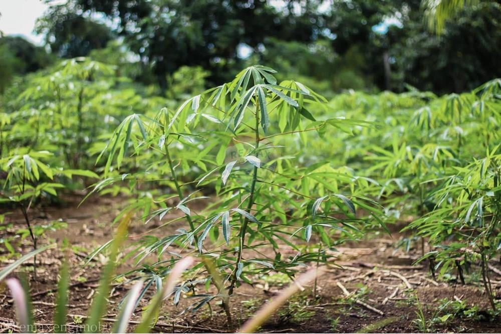 Residential - फार्म - Porto Velho , Rondônia - BR - PHOTO-2022-03-04-17-29-43.jpg - 721551076-78